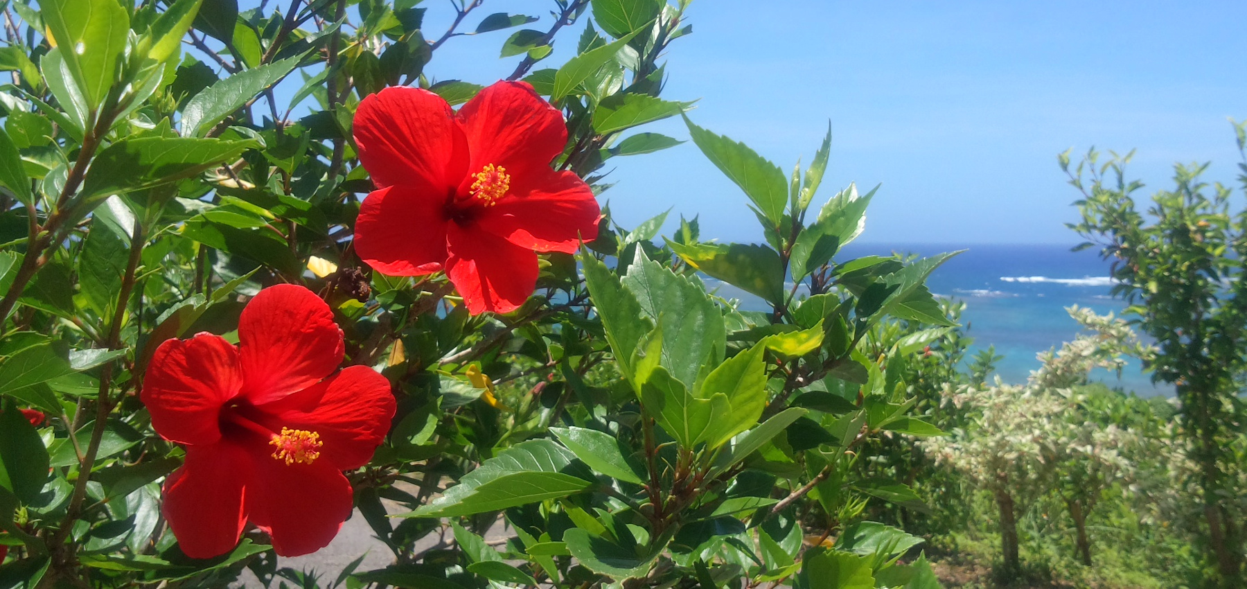 トップイメージ02